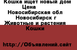 Кошка ищет новый дом › Цена ­ 1 000 - Новосибирская обл., Новосибирск г. Животные и растения » Кошки   